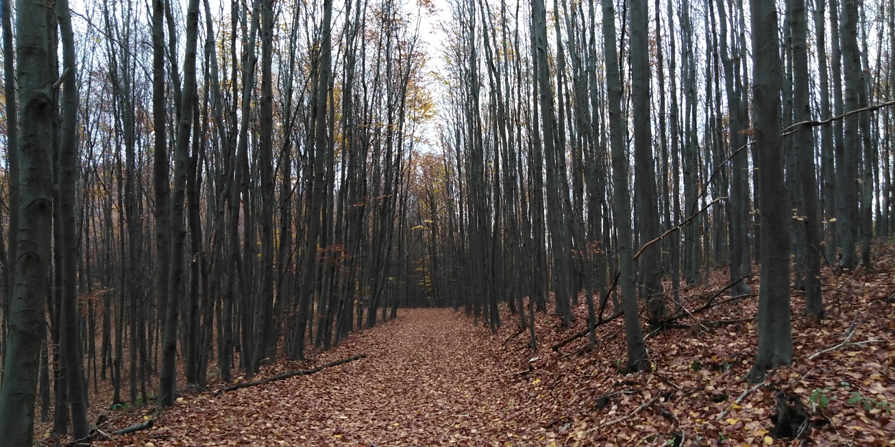 osz20201101.jpg