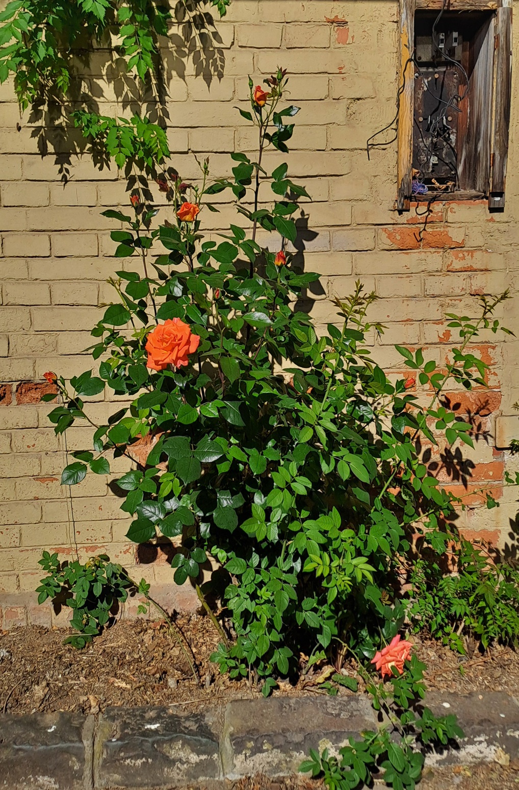 rozsa20260602.jpg