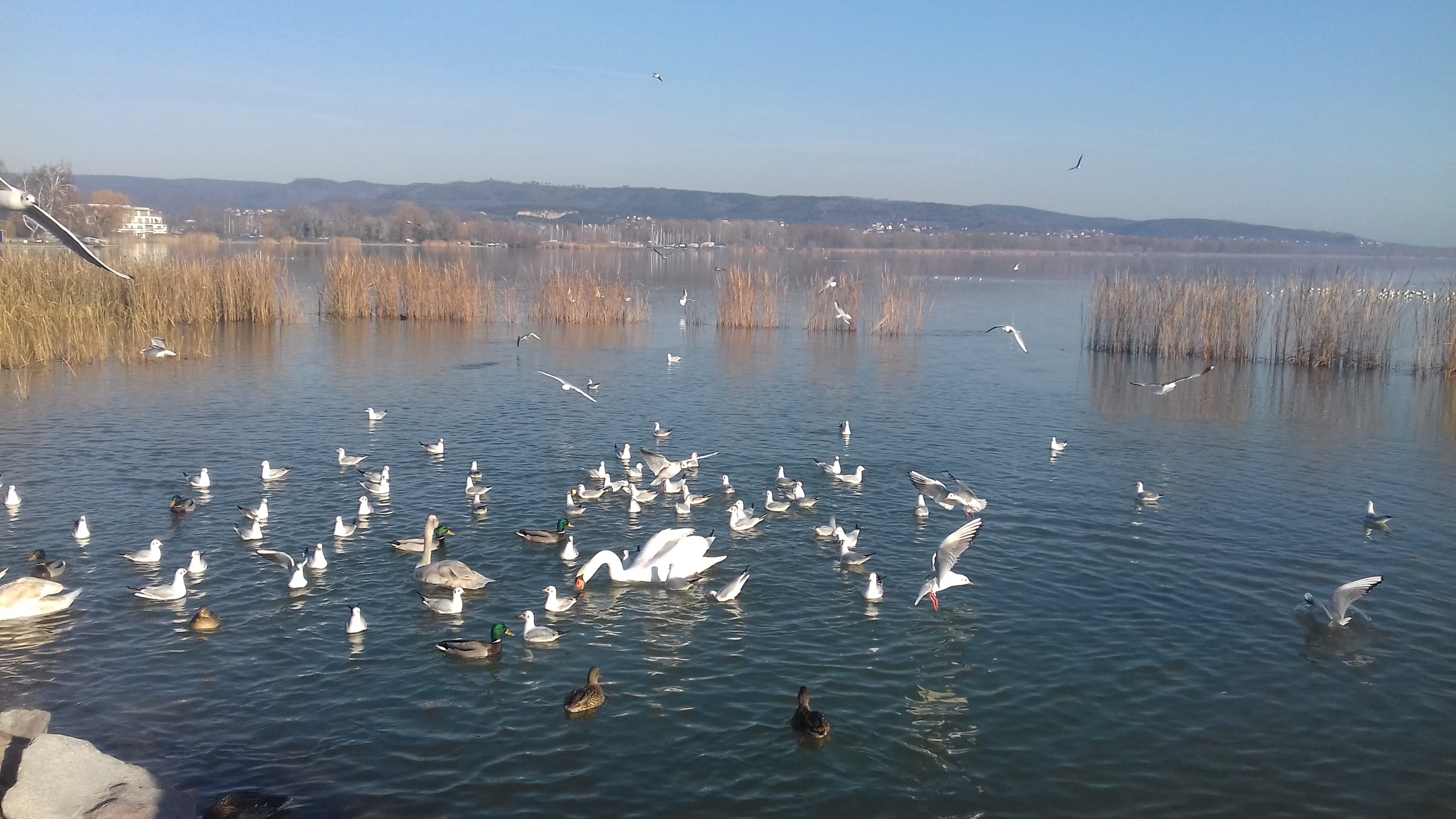 balaton_es_elovilaga.jpg