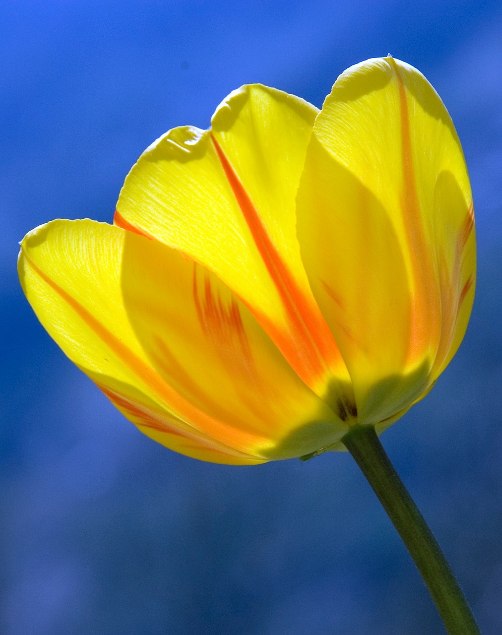 tulip-271352_1280.jpg