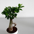 Bonsai félék