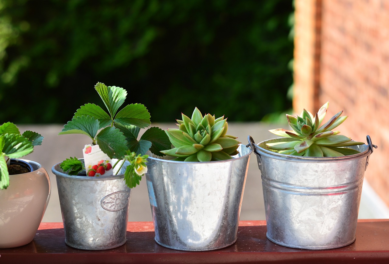 balcony-plants-3426042_1280.jpg