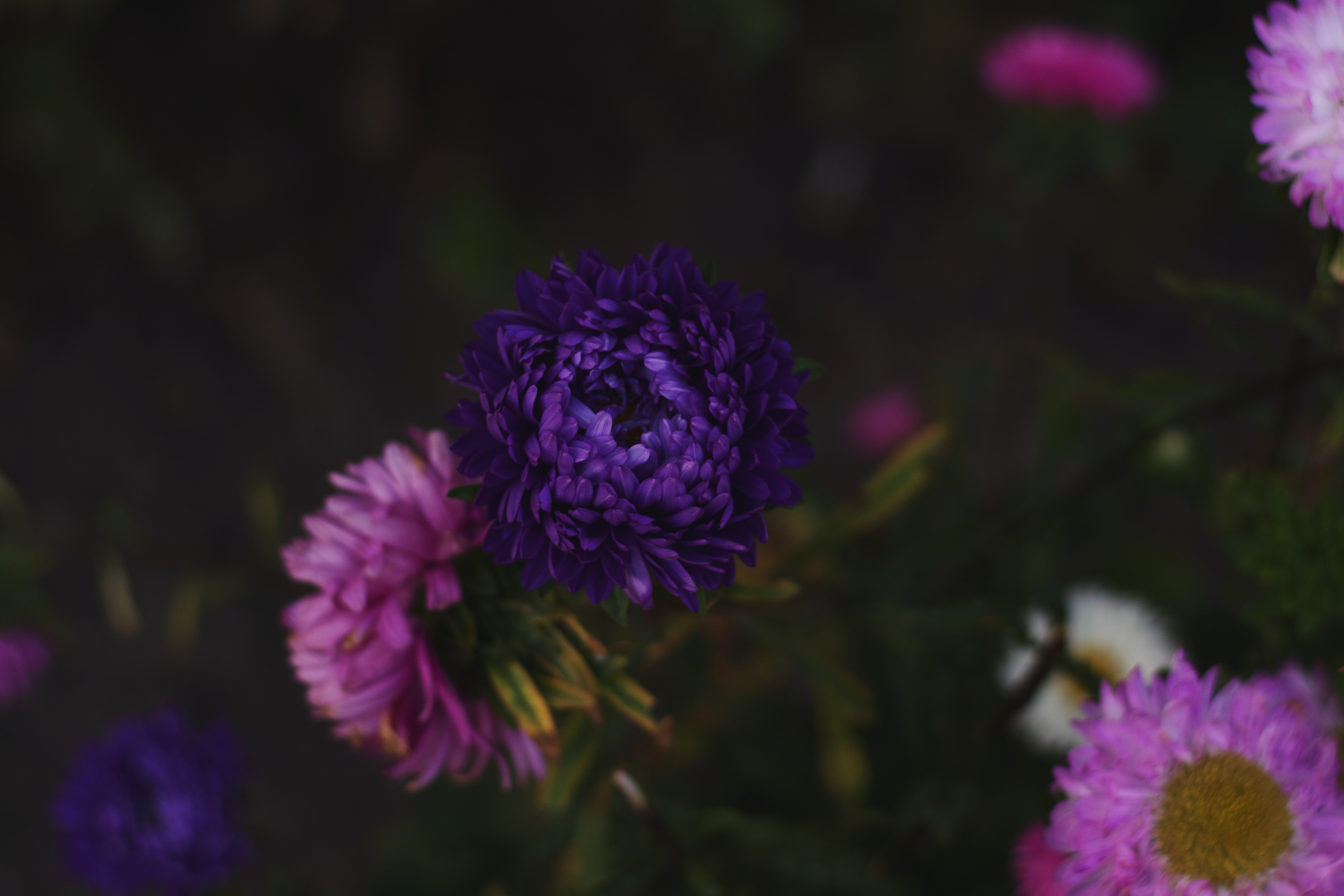blooming-blossom-blurred-background-1447984.jpg