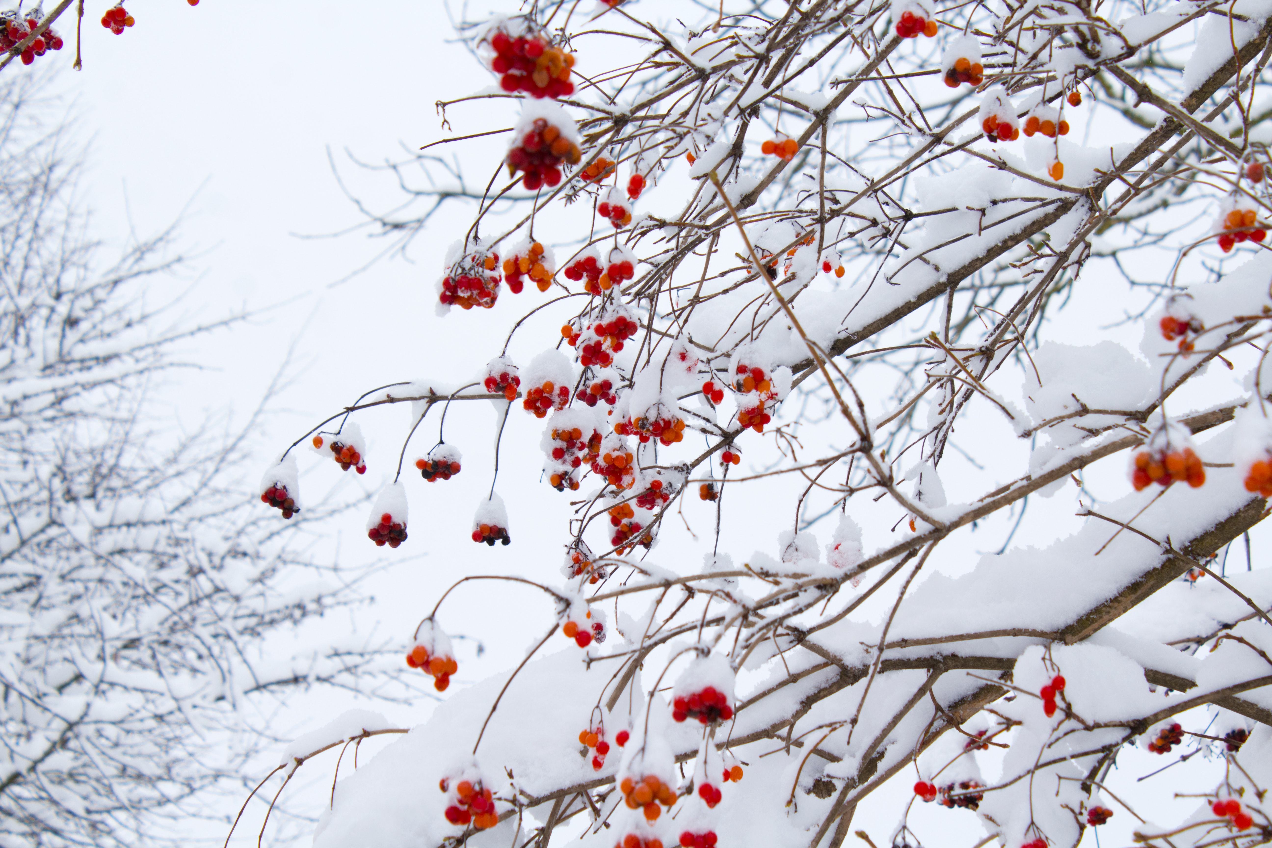 branches-cold-icy-909016.jpg