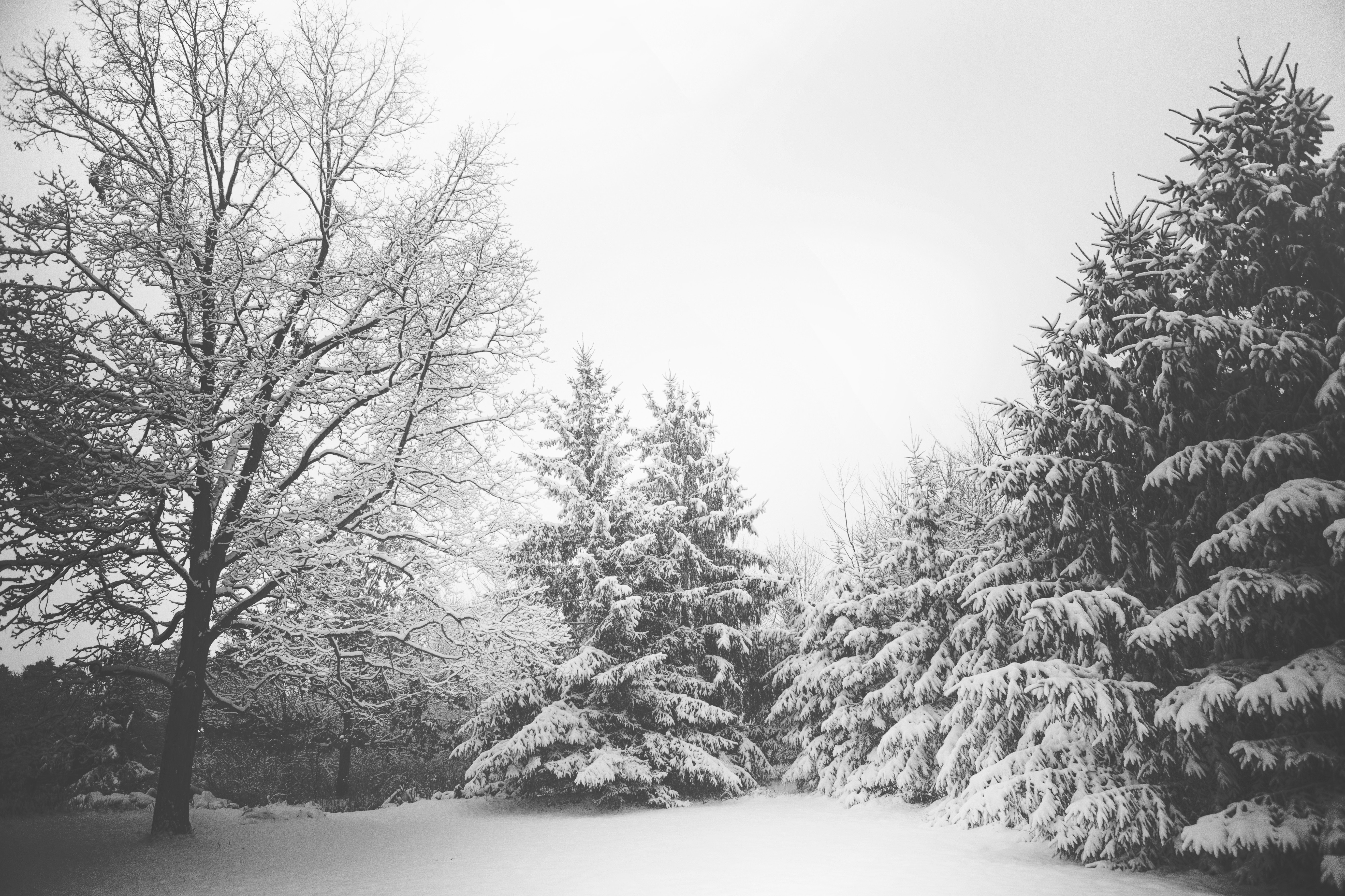 branches-landscape-snow-4620.jpg