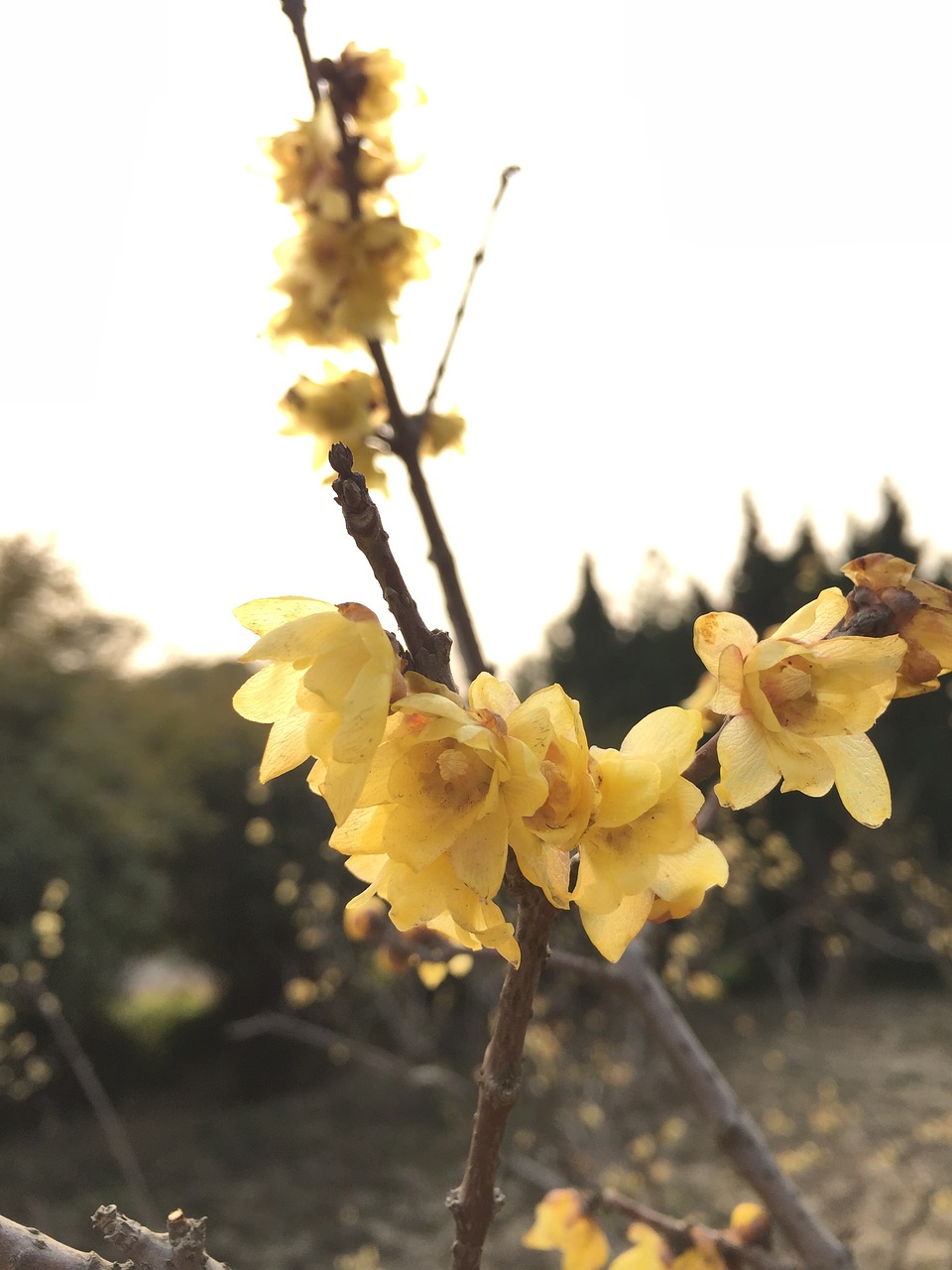 chimonanthus-praecox-2264423_1280.jpg