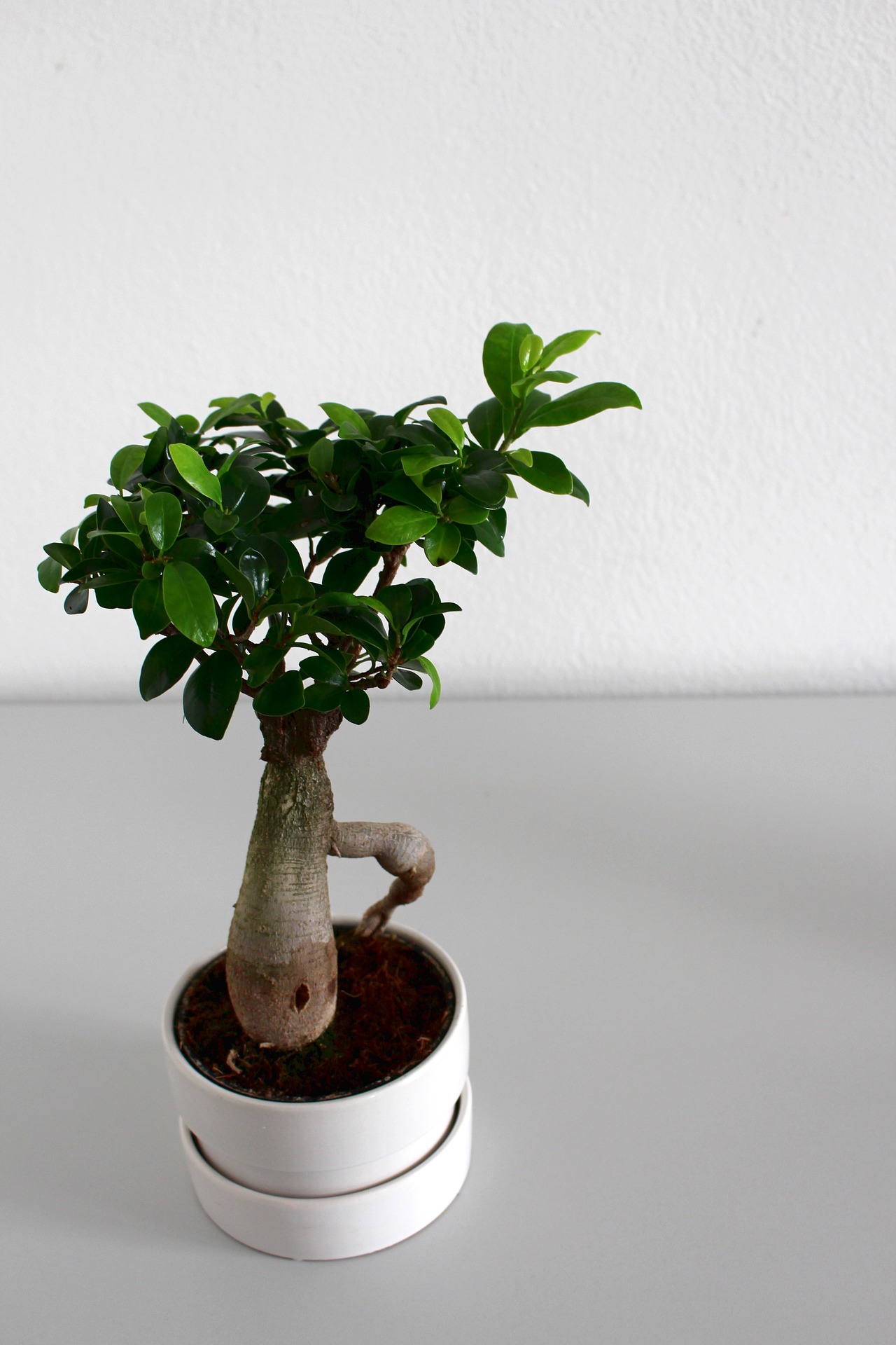 Bonsai félék