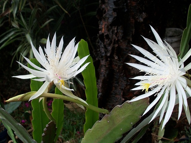 night-blooming-cereus-14557_640.jpg