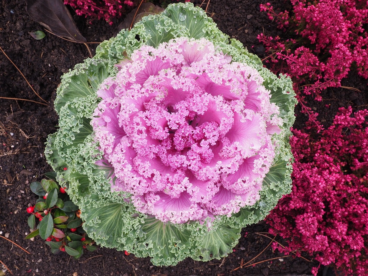 ornamental-cabbage-779944_1280.jpg