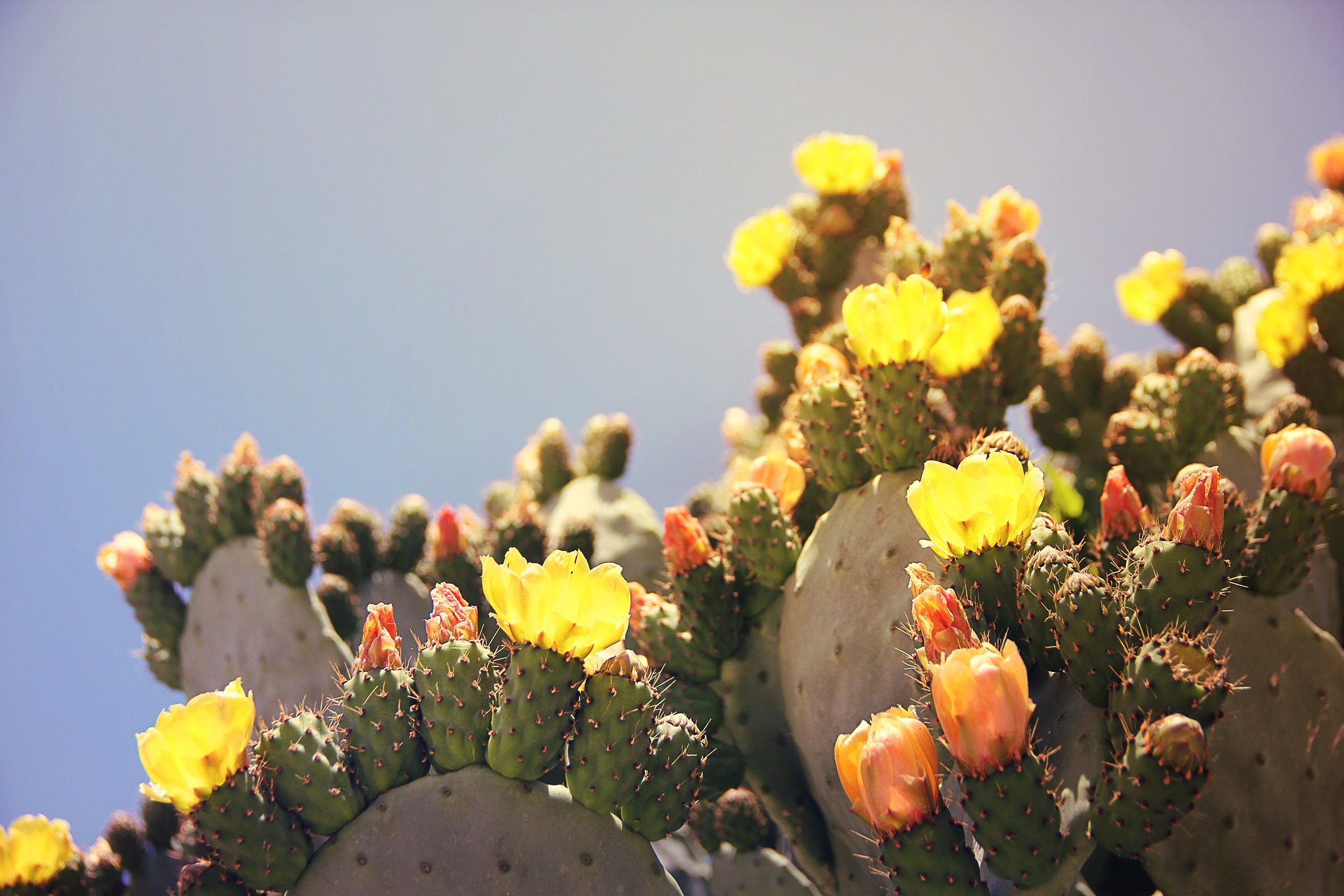 prickly-pear-1415525_1920.jpg