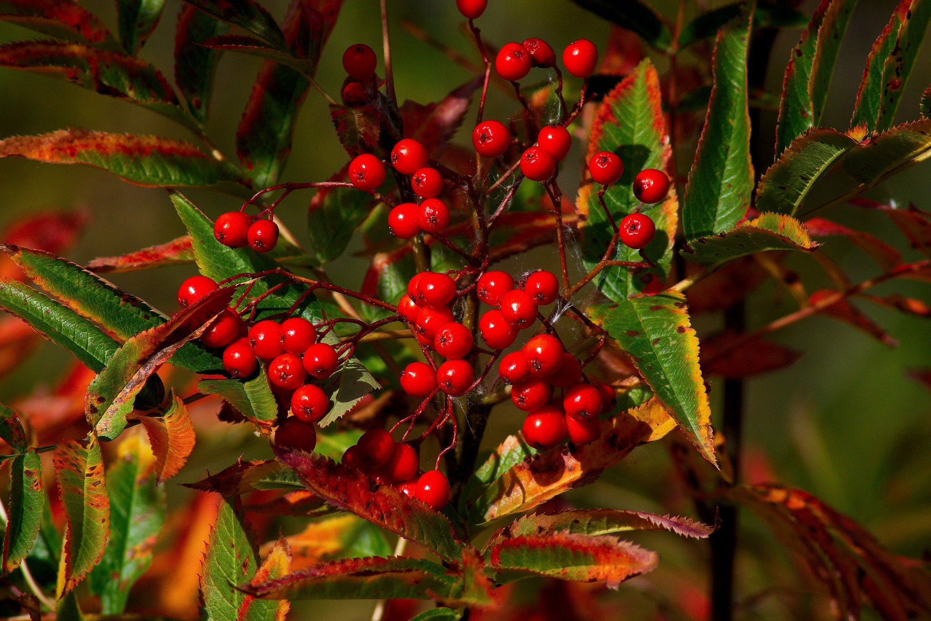 wild-red-rowan-berries-3847714_1920.jpg