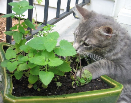Garden-Cat2.jpg