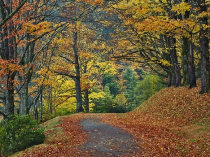 adam-jones-walking-trail-around-bass-lake-in-the-autumn-blowing-rock-north-carolina-usa.jpg