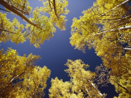 george-f-mobley-view-straight-up-at-the-sky-through-a-golden-canopy-of-aspen-trees.jpg