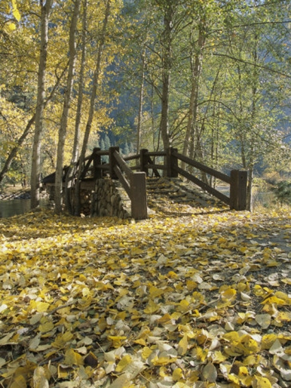 marc-moritsch-a-sentinel-meadow-footbridge-blanketed-in-autumn-foliage.jpg