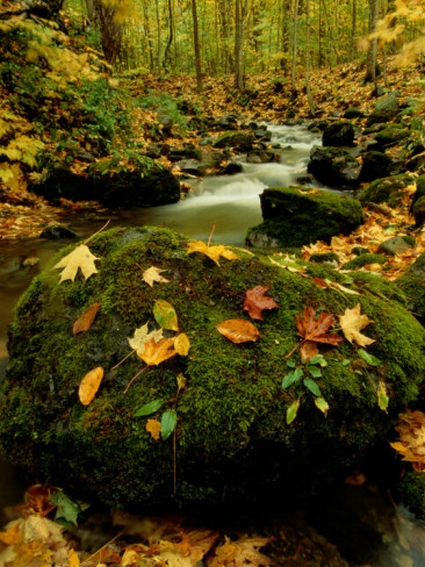 raymond-gehman-fallen-leaves-on-rocks-next-to-a-mountain-stream.jpg