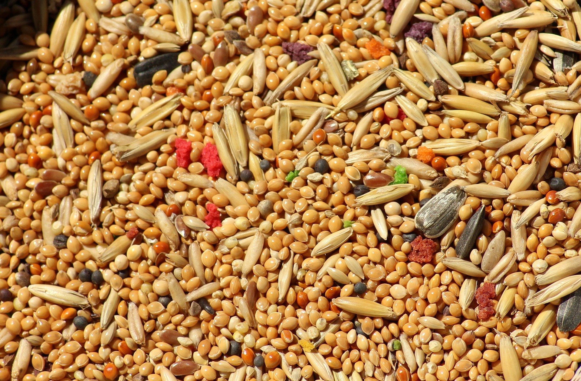 grains-3601581_1920.jpg