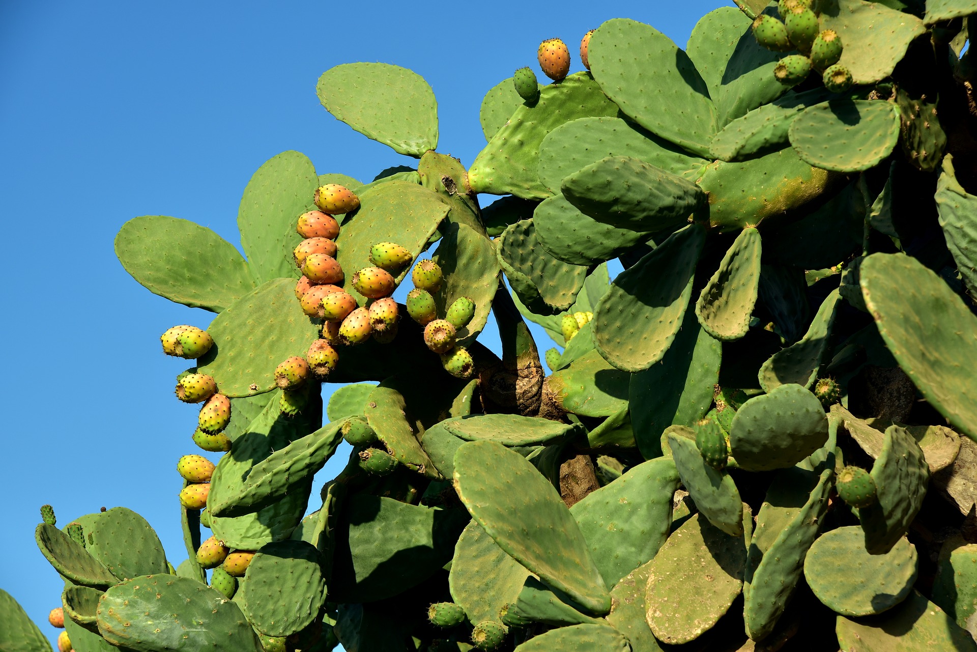 prickly-pear-3636190_1920.jpg