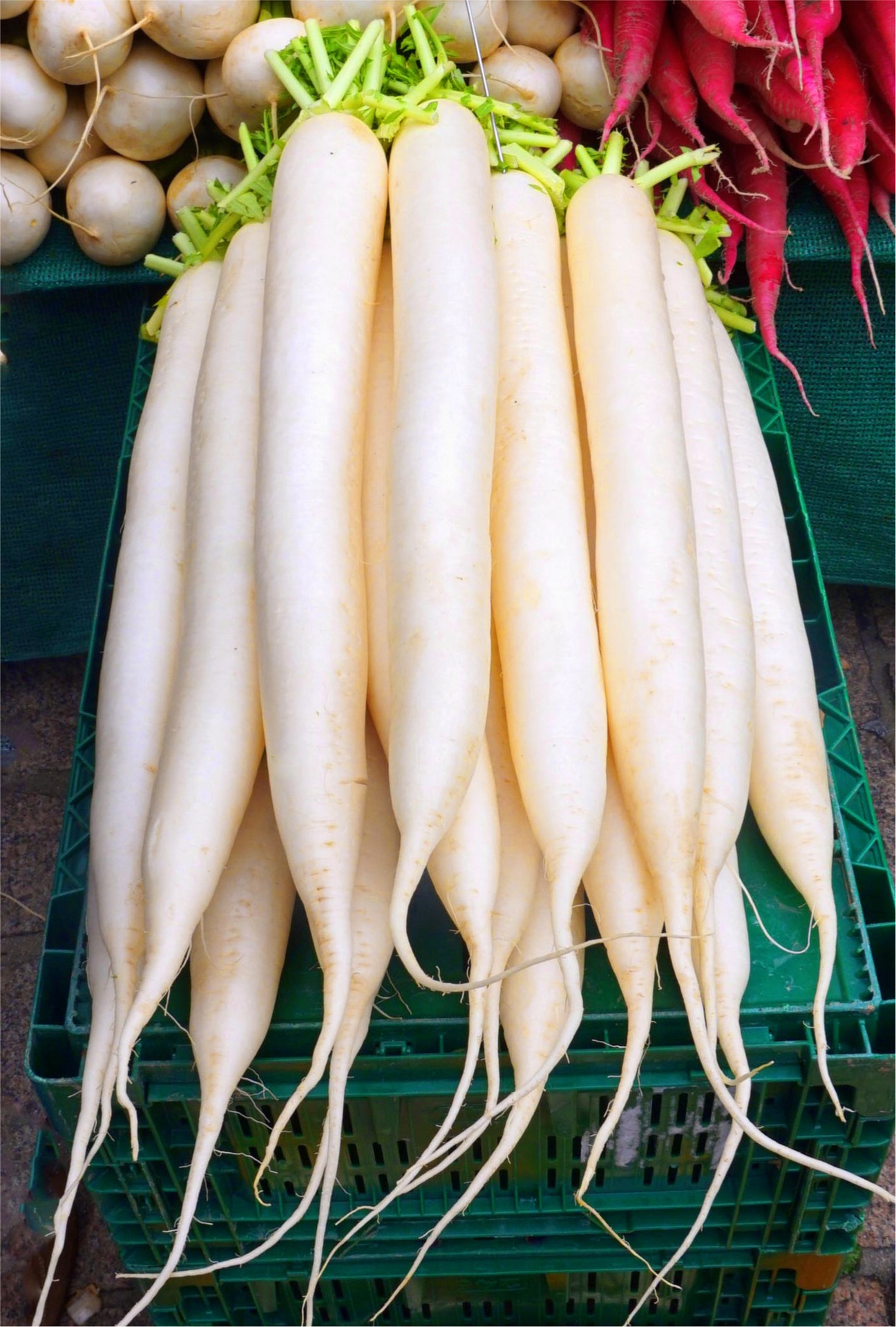 radish-3151347_1920.jpg