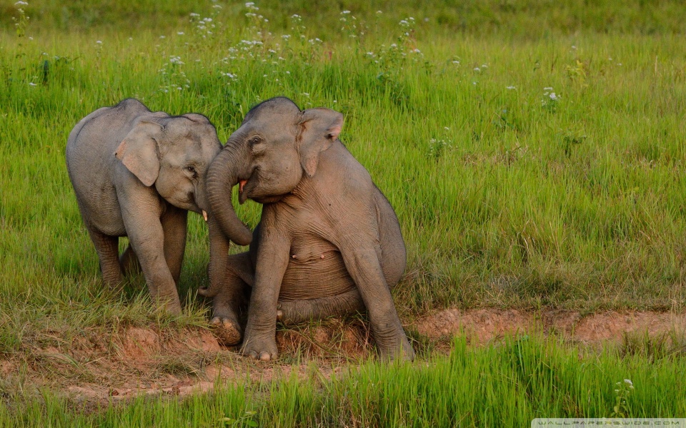 baby_elephants_playing-wallpaper-960x600.jpg