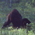 Hihetetlenül tiszta sasquatch fotó Alberta államból