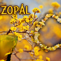 Mézopál karkötő