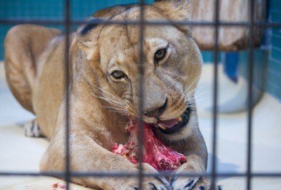 9101351-behind-bars-in-a-zoo-lion-eating-meat.jpg