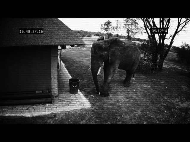 Tiszta udvar, rendes ház - Az elefánt, aki... (videó)