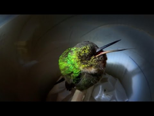 Hallottál már kolibrit horkolni? Most fogsz!