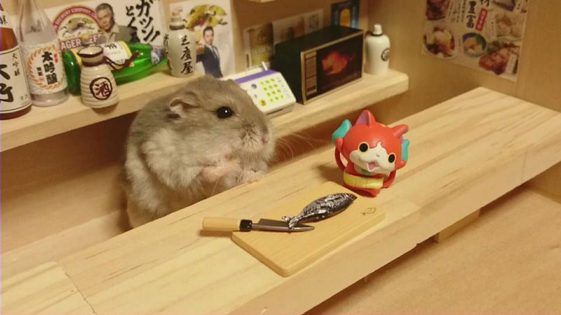 hamster-shopkeepers-running-restaurants-and-bars11.jpg