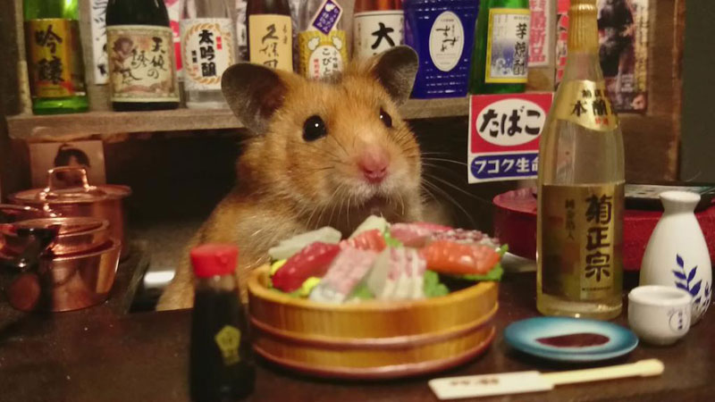 hamster-shopkeepers-running-restaurants-and-bars14.jpg