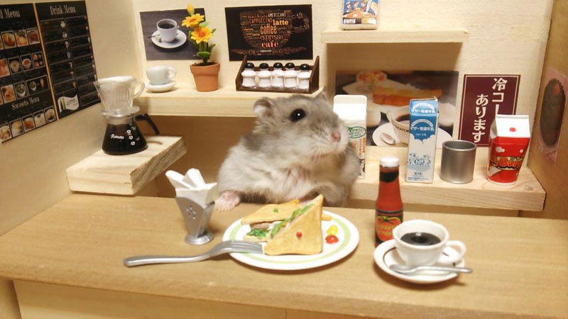 hamster-shopkeepers-running-restaurants-and-bars8.jpg