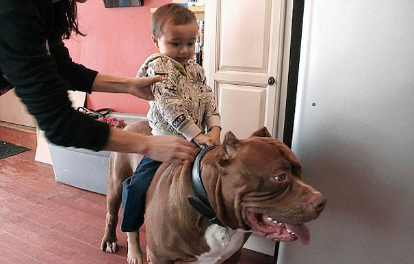 world-biggest-pitbull-the-hulk-dark-dynasty-k9-3.jpg