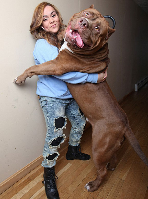 world-biggest-pitbull-the-hulk-dark-dynasty-k9-7.jpg