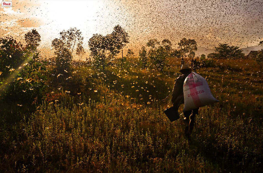 animal-migration-photography-110-1_880.jpg