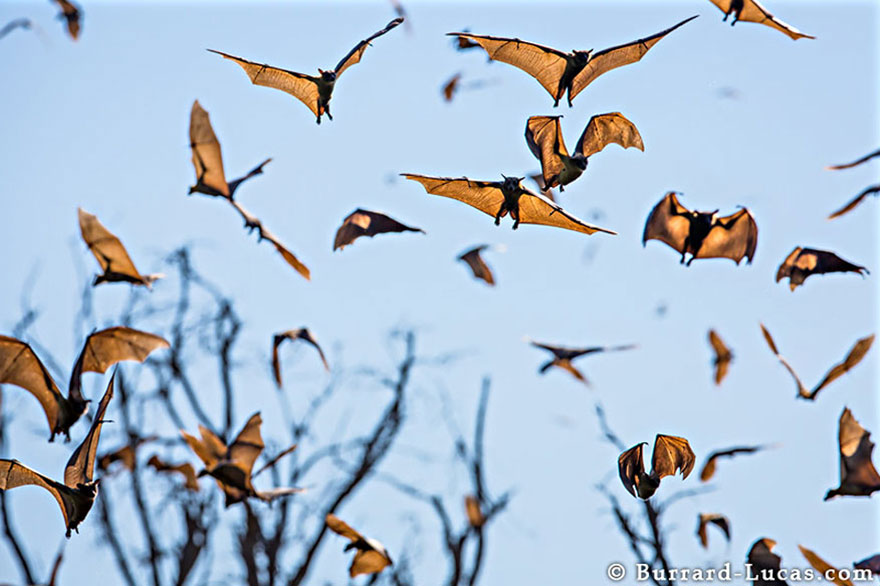 animal-migration-photography-191_880.jpg