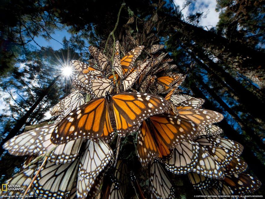 animal-migration-photography-21_880.jpg