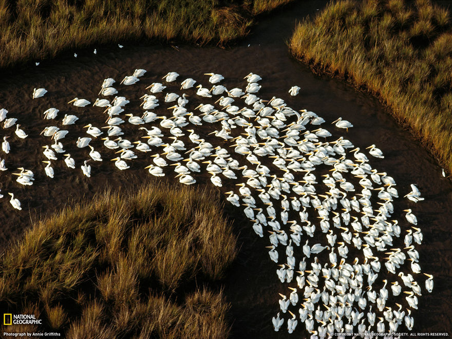 animal-migration-photography-31_880.jpg