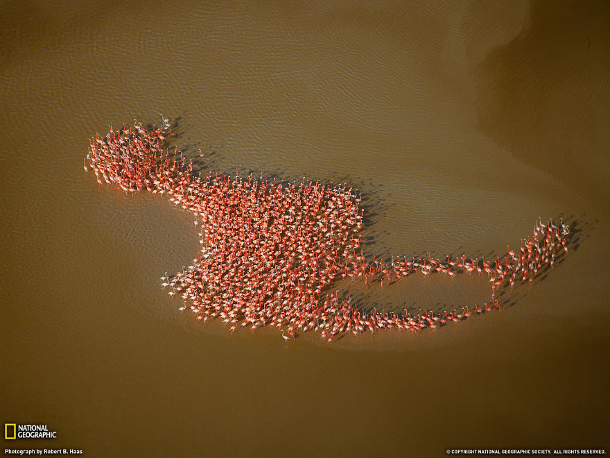 animal-migration-photography-41_880.jpg