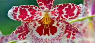 Indonézia különleges orchideái a Vajdahunyadvárban