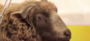 Berlini művészek megölnek egy bárányt, ha az emberek úgy akarják 