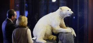 Múzeumba került Knut, a berlini állatkert egykori kedvence