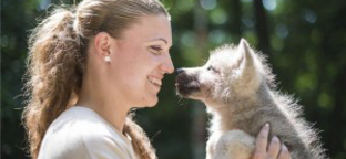 Fehér farkaskölyök és gyümölcsös jégfagyi a Nyíregyházi Állatparkban