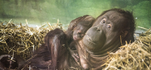 Napi cuki: orángutánbébi a nyíregyházi állatkertben