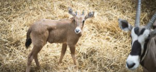 Ritka antilop született a Nyíregyházi Állatparkban