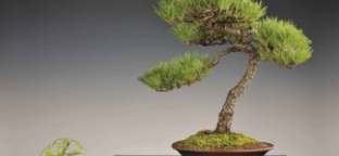 Hétvégén bonsai kiállítás az Állatkertben
