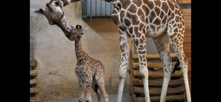 Videó a zsiráfborjú születéséről