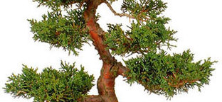 Növénynapok és bonsai-kiállítás a Fővárosi Állatkertben