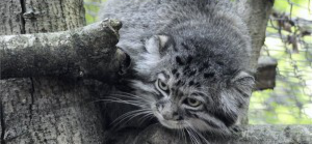 Manul érkezett a Szegedi Vadasparkba