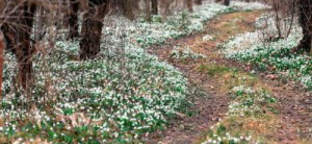 Már nyílnak a hóvirágok az Alcsúti Arborétumban